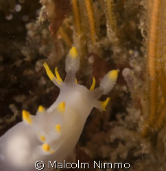 An inquisitive nudibranch  - Isles of Scilly,uk – Nikon d... by Malcolm Nimmo 